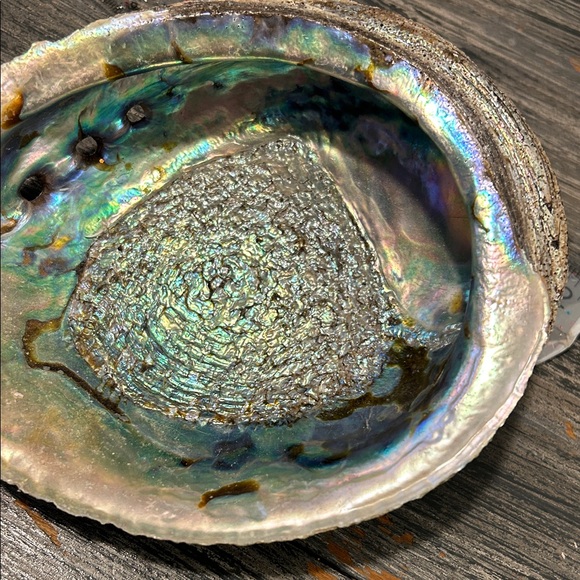 Iridescent Abalone Shell - Picture 7 of 7